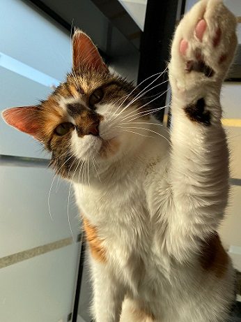 Fifi