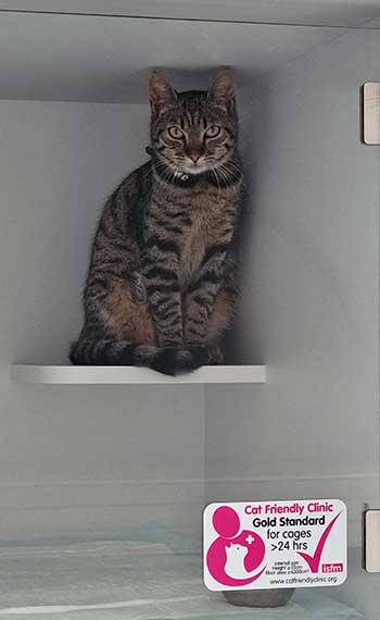 La clinique vétérinaire dispose d'une chatterie climatisée avec puits de lumière pour l'hospitalisation de vos chats