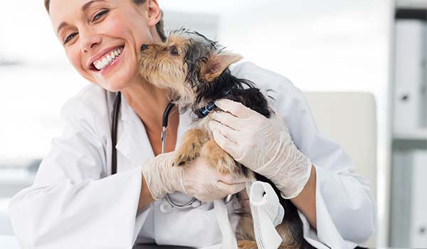 La clinique de pontlieue recherche un vétérinaire