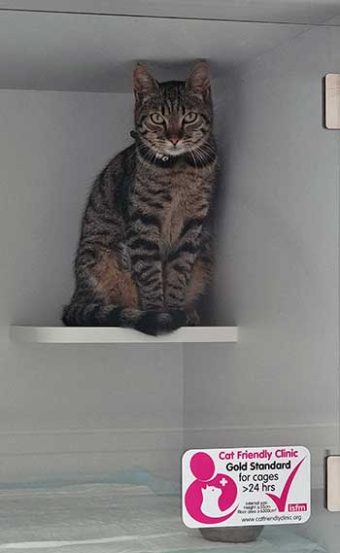 La clinique vétérinaire dispose d'une chatterie climatisée avec puits de lumière pour l'hospitalisation de vos chats