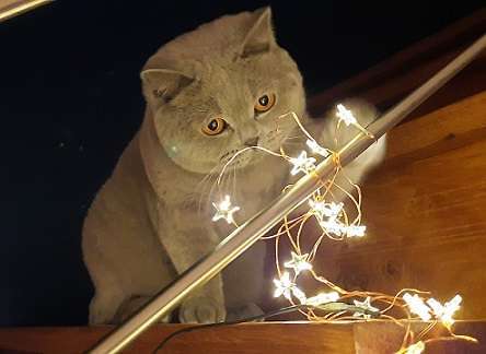 Gustave-2